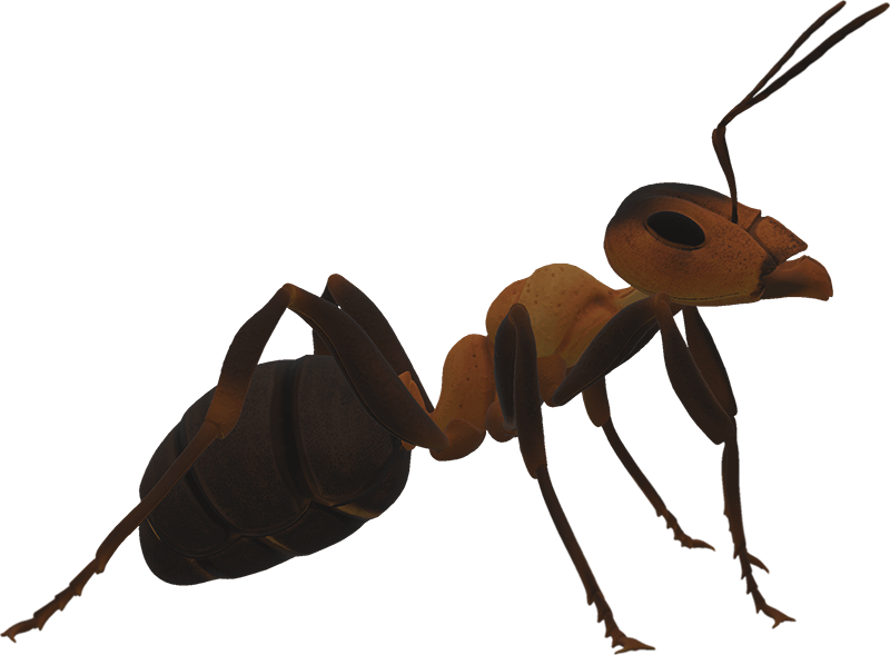 Rover Ant